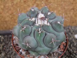Thelocactus hexaedrophorus major pot 9 cm - 12405603