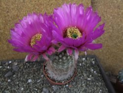 Echinocereus bayleyi DJF 1327 Oklahoma Park pot 8,5 cm