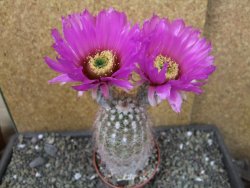 Echinocereus bayleyi DJF 1327 Oklahoma Park pot 8,5 cm - 12405605