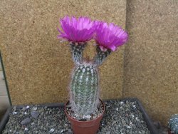 Echinocereus bayleyi DJF 1327 Oklahoma Park pot 8,5 cm - 12405606