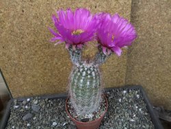 Echinocereus bayleyi DJF 1327 Oklahoma Park pot 8,5 cm - 12405607