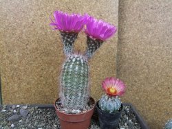 Echinocereus bayleyi DJF 1327 Oklahoma Park pot 8,5 cm - 12405608