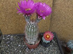 Echinocereus bayleyi DJF 1327 Oklahoma Park pot 8,5 cm - 12405609
