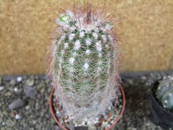 Echinocereus bayleyi DJF 1327 Oklahoma Park pot 8,5 cm - 12405610