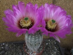 Echinocereus reichenbachii albispinus x bayleyi pot 8,5 cm