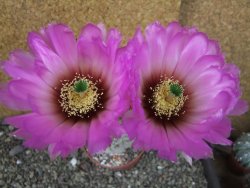 Echinocereus reichenbachii albispinus x bayleyi pot 8,5 cm - 12405612