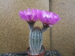 Echinocereus reichenbachii albispinus x bayleyi pot 8,5 cm - 12405613