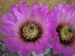 Echinocereus reichenbachii albispinus x bayleyi pot 8,5 cm - 12405614