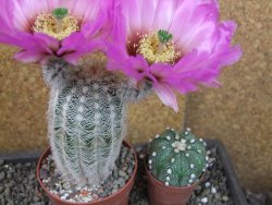 Echinocereus reichenbachii albispinus x bayleyi pot 8,5 cm - 12405615