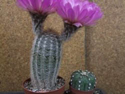 Echinocereus reichenbachii albispinus x bayleyi pot 8,5 cm - 12405616