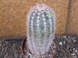 Echinocereus reichenbachii albispinus x bayleyi pot 8,5 cm - 12405617