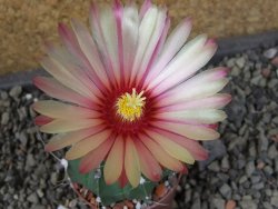 Astrophytum  niveum nudum X red červený květ, akabana, pot 5,5 cm - 12405619