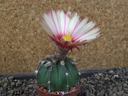 Astrophytum  niveum nudum X red červený květ, akabana, pot 5,5 cm - 12405620