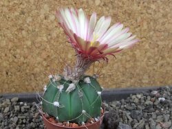 Astrophytum  niveum nudum X red červený květ, akabana, pot 5,5 cm - 12405621