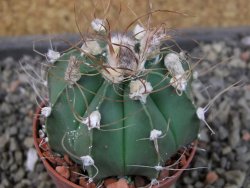 Astrophytum  niveum nudum X red červený květ, akabana, pot 5,5 cm - 12405622