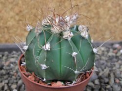 Astrophytum  niveum nudum X red červený květ, akabana, pot 5,5 cm - 12405623