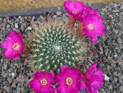 Sulcorebutia gigantea LH pot 7 cm - 12405628