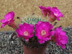 Sulcorebutia gigantea LH pot 7 cm - 12405630