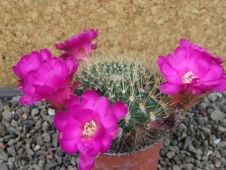 Sulcorebutia gigantea LH pot 7 cm - 12405631