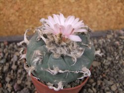 Lophophora williamsii pot 6,5 cm - 12405632