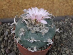 Lophophora williamsii pot 6,5 cm - 12405633