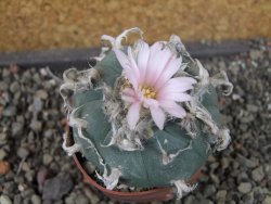 Lophophora williamsii pot 6,5 cm - 12405634