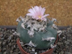 Lophophora williamsii pot 6,5 cm - 12405636