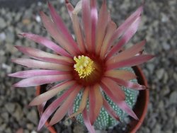 Astrophytum asterias X red červený květ, akabana, pot 5,5 cm - 12405638