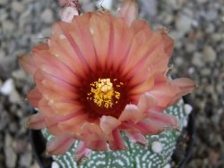 Astrophytum asterias X red červený květ, akabana, pot 5,5 cm - 12405641