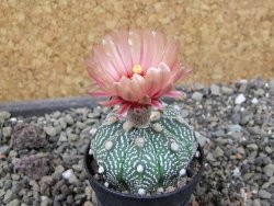 Astrophytum asterias X red červený květ, akabana, pot 5,5 cm - 12405642