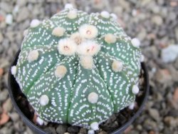 Astrophytum asterias X red červený květ, akabana, pot 5,5 cm - 12405643