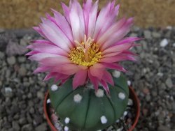 Astrophytum asterias X red červený květ, akabana, pot 5,5 cm - 12405644