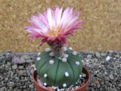 Astrophytum asterias X red červený květ, akabana, pot 5,5 cm - 12405646