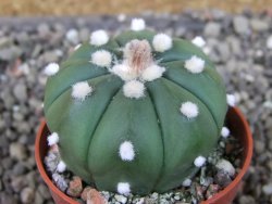 Astrophytum asterias X red červený květ, akabana, pot 5,5 cm - 12405647