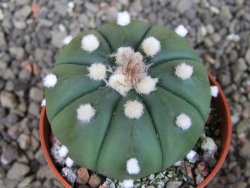 Astrophytum asterias X red červený květ, akabana, pot 5,5 cm - 12405648
