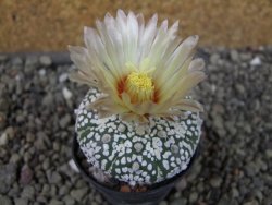 Astrophytum Super Kabuto pot 5,5 cm - 12405665