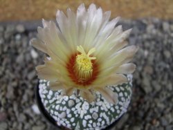 Astrophytum Super Kabuto pot 5,5 cm - 12405666