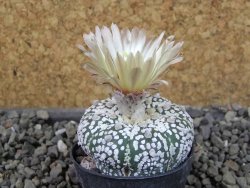 Astrophytum Super Kabuto pot 5,5 cm