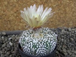 Astrophytum Super Kabuto pot 5,5 cm - 12405668