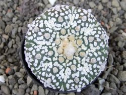 Astrophytum Super Kabuto pot 5,5 cm - 12405669
