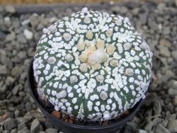 Astrophytum Super Kabuto pot 5,5 cm - 12405670