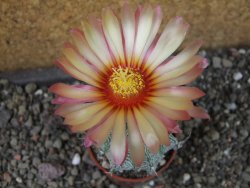Astrophytum  niveum X red červený květ, akabana, pot 5,5 cm