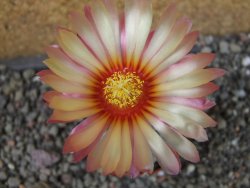 Astrophytum  niveum X red červený květ, akabana, pot 5,5 cm - 12405672