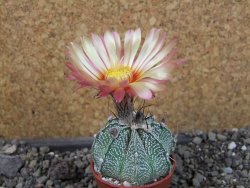 Astrophytum  niveum X red červený květ, akabana, pot 5,5 cm - 12405673