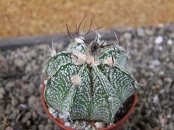Astrophytum  niveum X red červený květ, akabana, pot 5,5 cm - 12405674