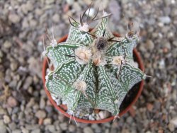 Astrophytum  niveum X red červený květ, akabana, pot 5,5 cm - 12405675