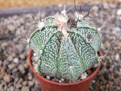 Astrophytum  niveum X red červený květ, akabana, pot 5,5 cm - 12405676
