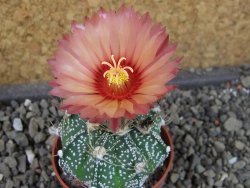 Astrophytum  niveum X red červený květ, akabana, pot 5,5 cm