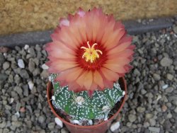 Astrophytum  niveum X red červený květ, akabana, pot 5,5 cm - 12405678