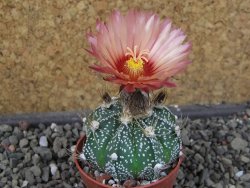 Astrophytum  niveum X red červený květ, akabana, pot 5,5 cm - 12405680